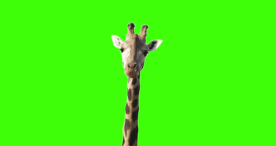 Green screen shot of a giraffe looking to the camera while eating stops few seconds blinks one eye and continues eating.  Royalty-Free Stock Footage #32758366
