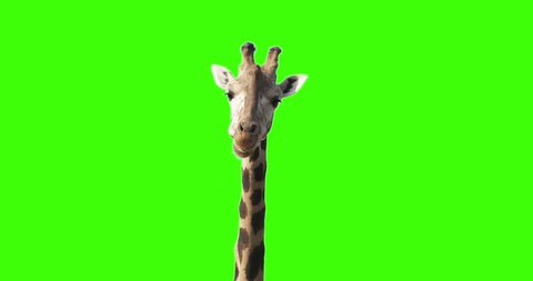 Green screen shot of a giraffe looking to the camera while eating stops few seconds blinks one eye and continues eating. 