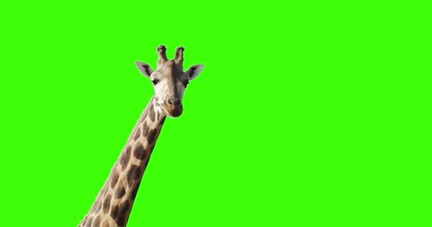 Green screen shot of a giraffe looking to the camera decides to exit frame right changes mind and exits from left.