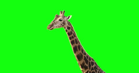 Green screen shot of a giraffe looking to the camera while eating and exiting frame.