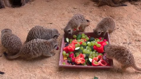 A lot of meerkats eat fruits and vegetables from dish. Meerkats eat outdoor in the afternoon. 