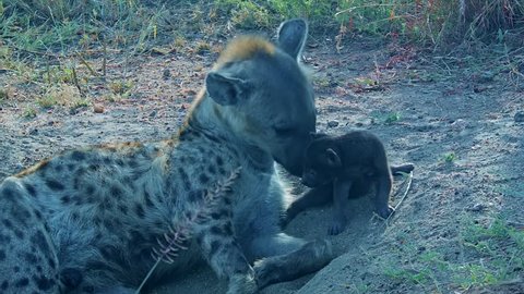 In the early morning light, a spotted hyena with a cub. The fascinating hyena – is a fabulously intelligent animal with massive brain and one of the most complex social systems of any carnivore. /III