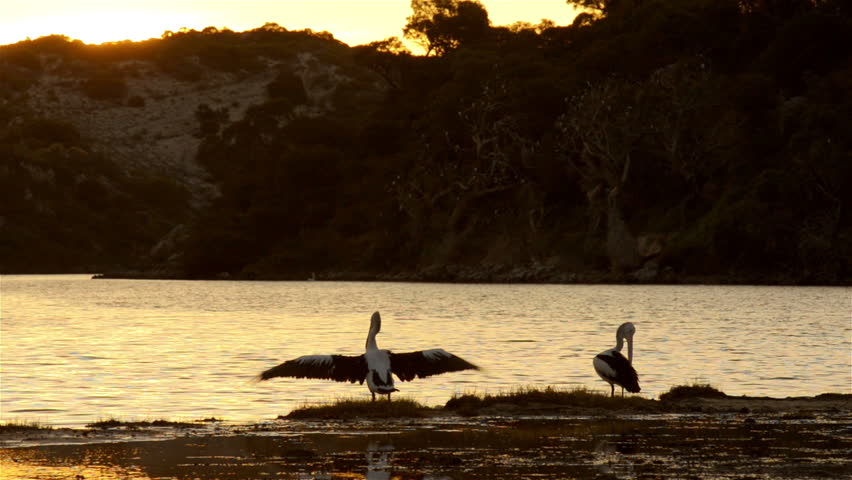 Pelicans on a small island on the Moore River, near Guilderton, Western