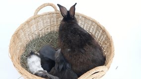 Lovely twenty days baby rabbit in a hay nest