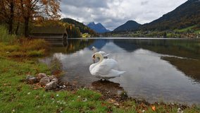 Two white swans on the Grundlsee lake. Amazing morning scene of Brauhof village, Styria stare of Austria, Europe. Colorful panorama of Alps. Full HD video (High Definition).