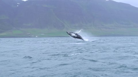 Breaching humpback whale near Dalvik in Iceland