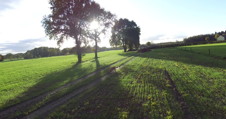 4K low fly by pass in front of dog, sun and trees.