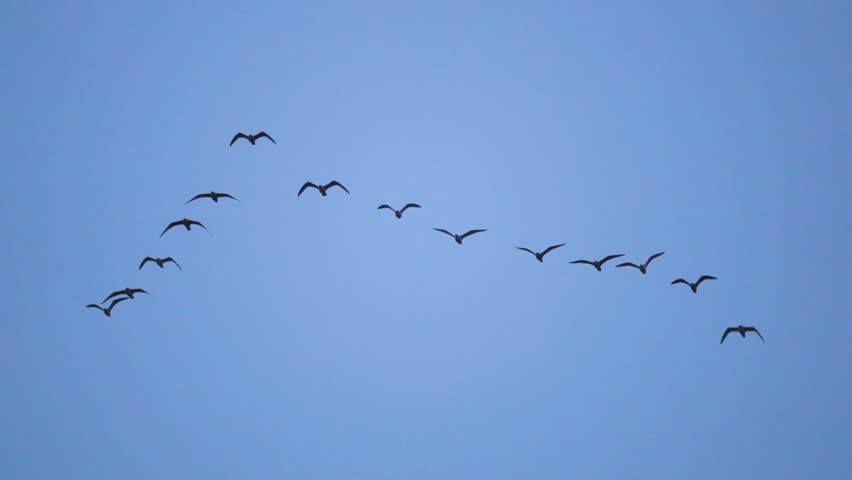 follow leaders flock seagull flying imperfect Stock Footage Video (100% ...