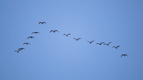 Follow leaders: Flock of  seagull flying in an imperfect V formation. Slow motion.  Birds gull flying in formation, Blue sky background. Migrating Greater birds flying in Formation