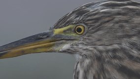 Extreme Close-up of pond heron