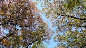 Establishing shot of tree top leaves in autumn
