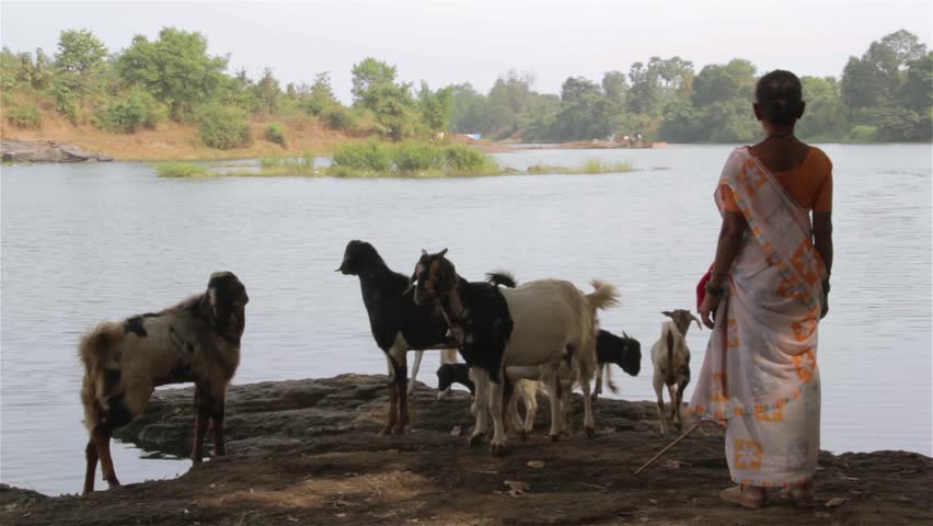 An Indian lady in Saree herding goats, next to a beautiful river