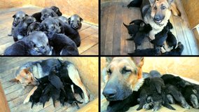 4 in 1. Shepherd muzzle adult close-up and little puppies back to suck her milk. Multicam split screen group video wall collage montage seamless loop.