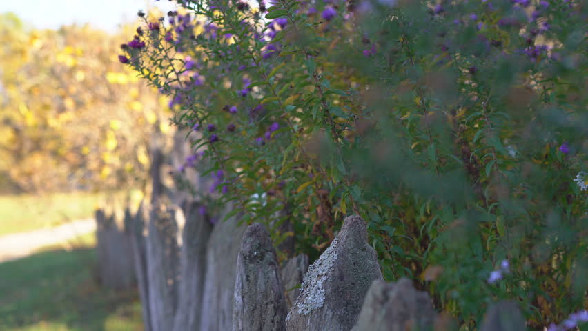 old wooden fence on a background of high purple flowers. wooden rods are infected with moss. shooting with hands on a warm sunny autumn day.