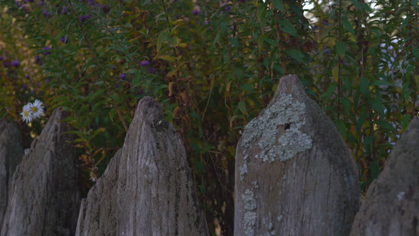 old wooden fence on a background of high purple flowers. wooden rods are infected with moss. shooting with hands on a warm sunny autumn day.