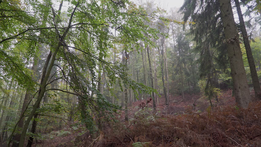 Misty Forest in Bielefeld, Germany