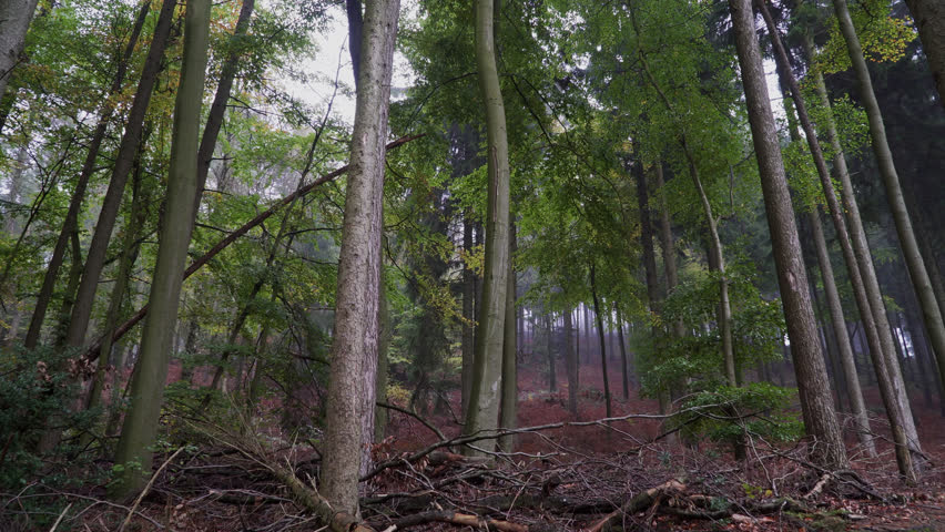 Misty Forest in Bielefeld, Germany