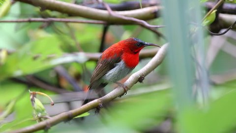 Crimson Sunbird Aethopyga siparaja Beautiful Male Birds of Thailand
