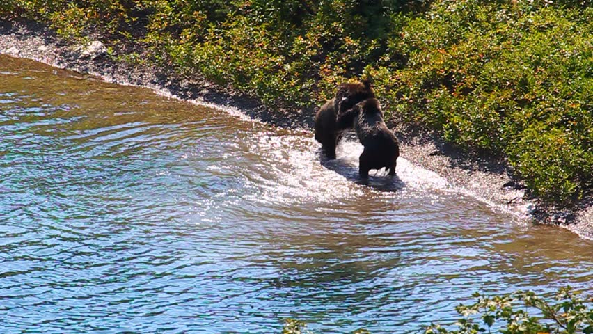Grizzly Bear Cubs Glacier National Park