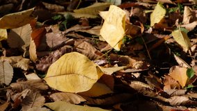 Close up view of fallen autumn leaves on the ground
