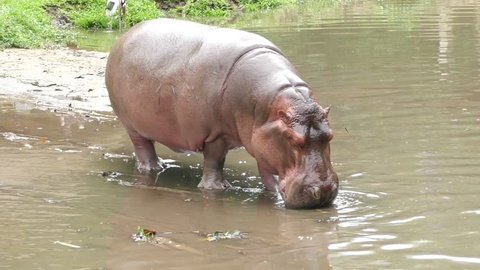 Hippopotamus looking for food