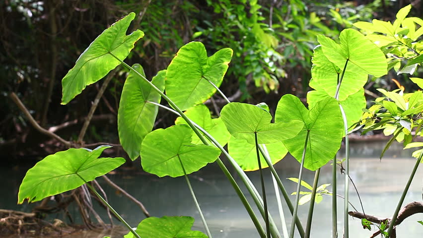 Thai Caladium leaves on wind was blowing.