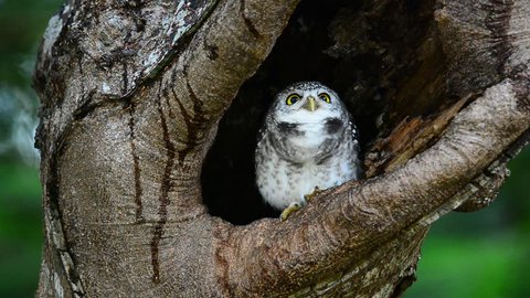 Cute owlet coming out from hole nest tree looking around .
Owlet nest.