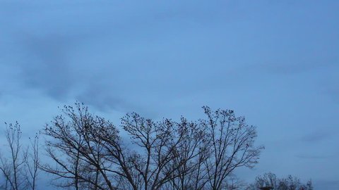 A large flock of black birds fly away from the trees