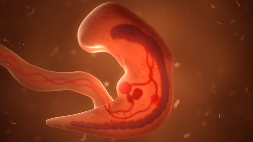 Human fetus with internal organs, development timelaps Royalty-Free Stock Footage #32814889