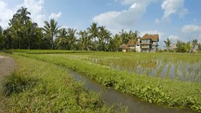 Rice grows in shallow water of a paddy on a plantation in the rural community of Ubud. Bali. Indonesia. with sound. UltraHD 4k video