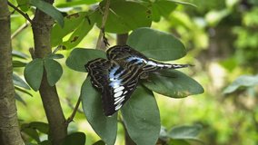 Lone specimen of Parthenos sylvia. with its typical black. blue and white patterned wings. perched on a green plant and resting. 4k footage 2160p