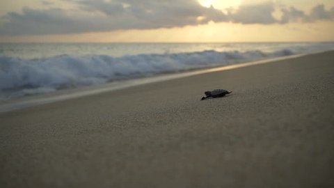  newborn turtles run to the sea wave , close-up turtle, turtle  sanctuary hatchery located on the beach
