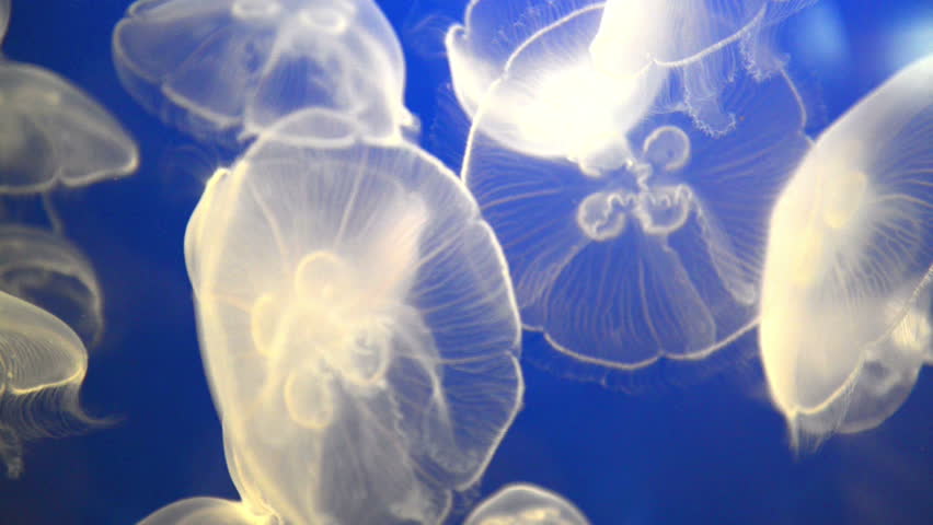 White jellyfish (Aurelia aurita or Moon jelly) in blue ocean water Royalty-Free Stock Footage #3281678
