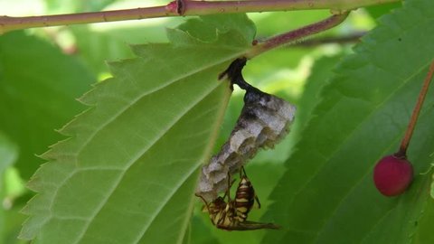 A queen wasp(Parapolybia varia) repairs her vespiary on the mountaincherry leaf(Prunus sargentii Rehder) (CLOSEUP)