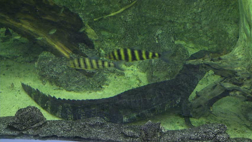 Cuvier's Dwarf Cayman, Crocodile, Alligator