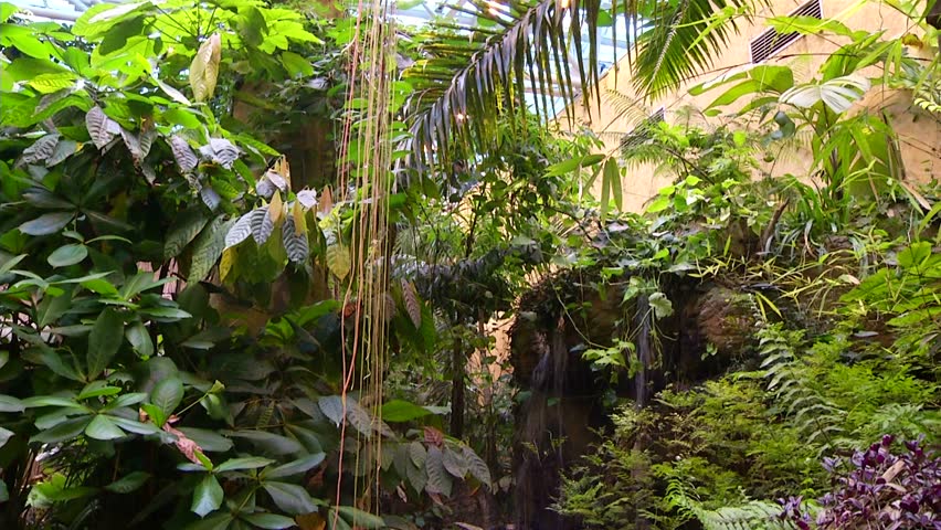 Tropical forest, plants