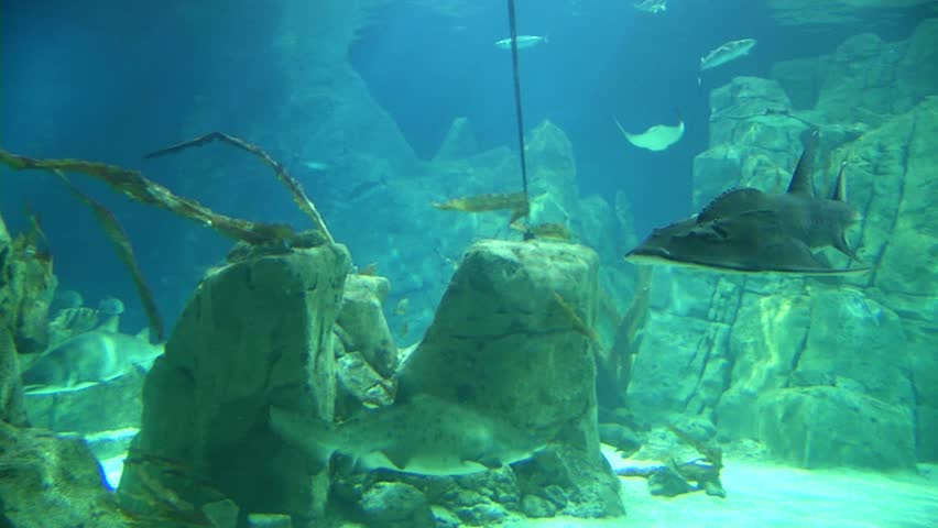 Shark in aquarium pool - grayfish
