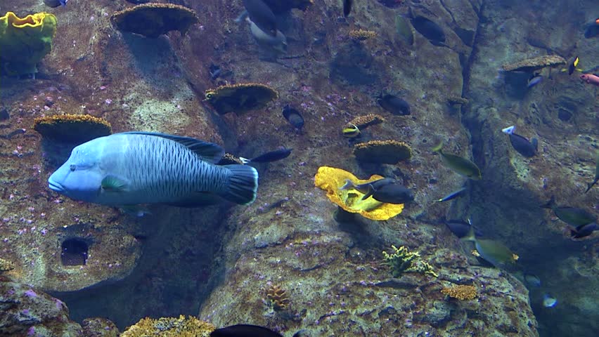 Exotic fishes in aquarium - Blue fish