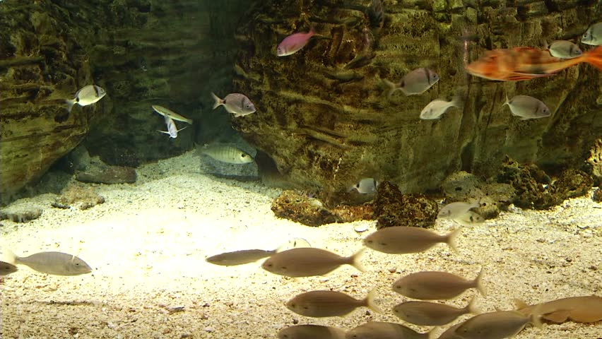 Exotic fishes in aquarium