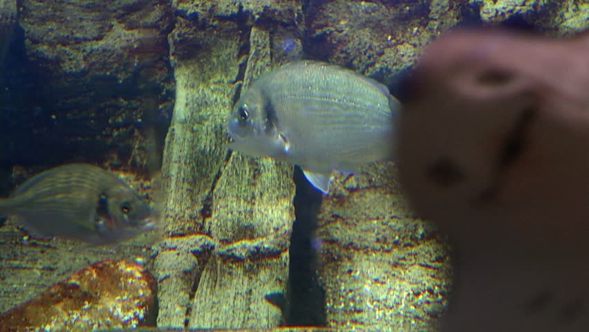Exotic fishes in aquarium