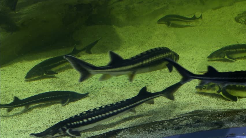 Exotic fishes in aquarium