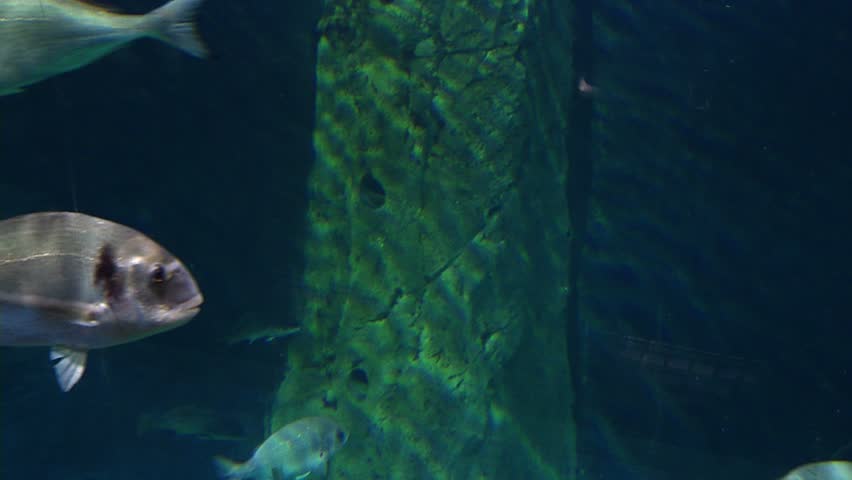 Exotic fishes in aquarium