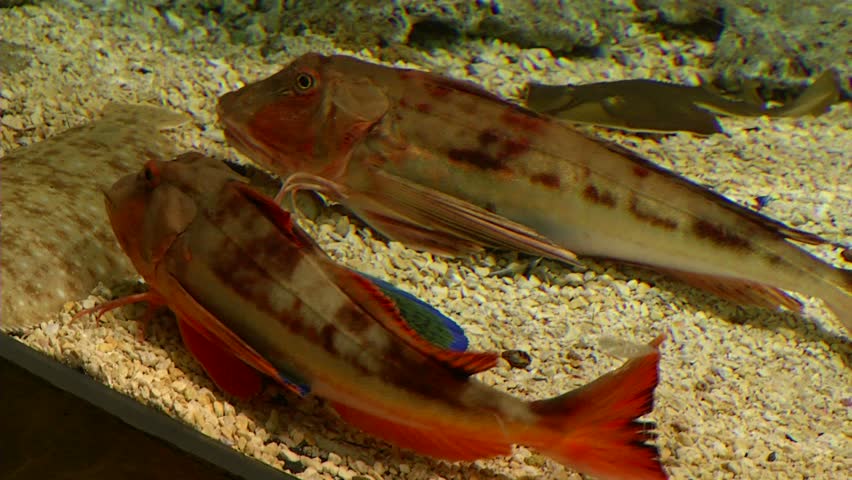 Exotic fishes in aquarium