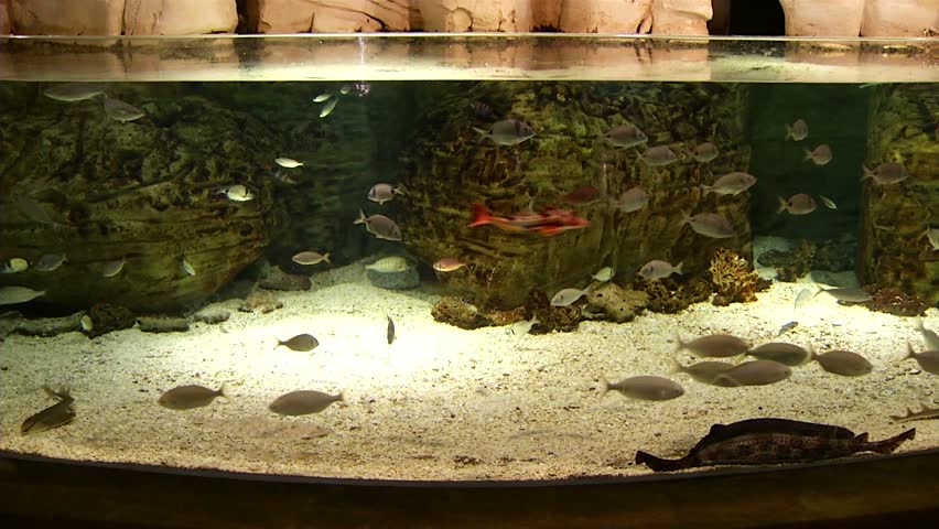 Exotic fishes in aquarium