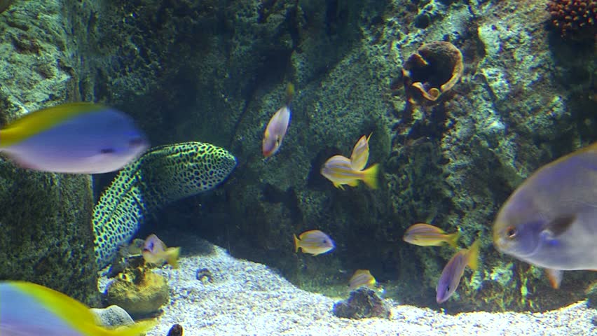 Exotic fishes in aquarium