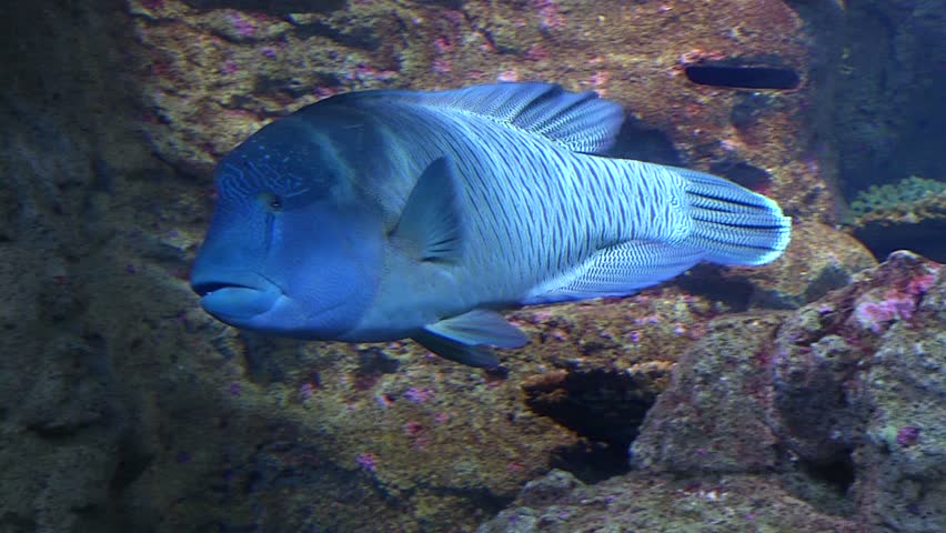 exotic blue fish