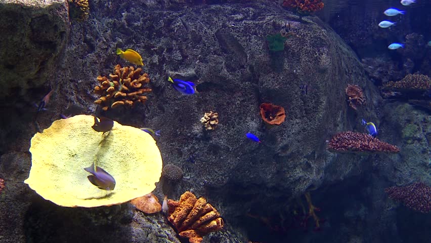 Exotic fishes in aquarium