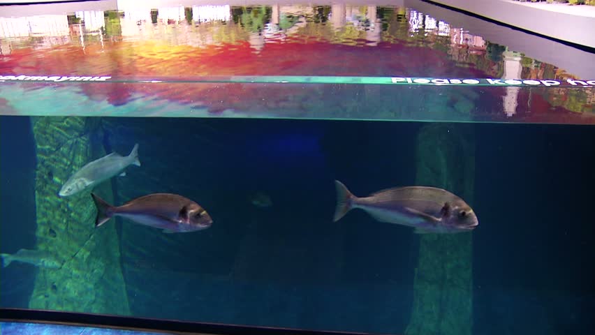 Exotic fishes in aquarium