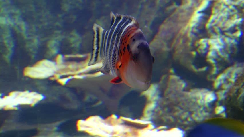 Exotic fishes in aquarium
