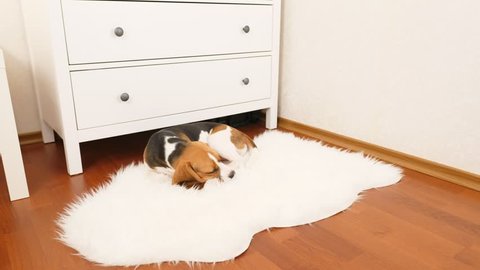 Small beagle dog twinkle eyes and fall asleep, lie curl up on white sheepskin in bright room. Cozy soft bedding for doggy at floor in owner bedroom. Cute young pet enjoy a balmy sleep